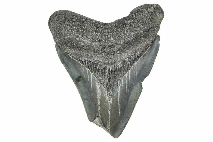 Bargain, Juvenile Megalodon Tooth - Georgia #338743